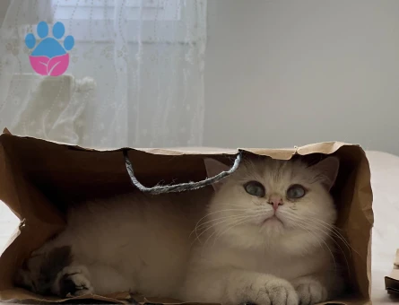 British Shorthair BY 33 kızımıza Golden British eş aramaktayız.