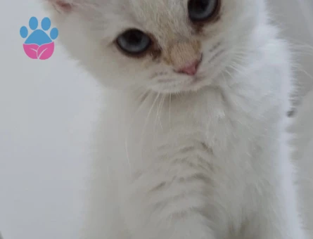British Shorthair BY 33 kızımıza Golden British eş aramaktayız.