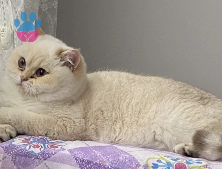 British Shorthair BY 33 kızımıza Golden British eş aramaktayız.