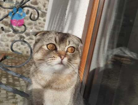 Kızgınlıkta olan prensesime prensini arıyoruz