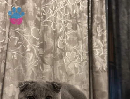 scottish Fold 1 Yaşında Kızgınlıkta
