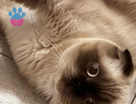 Scotttish Fold 1 Yaşında Eş Arıyorum 1 Yaşında