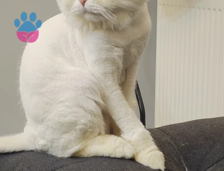 Scottish Fold Oğluma Eş Arıyorum