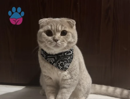 Scottish Fold Kızgınlıkta Eş Arıyor