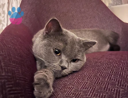 British Shorthair 1 Yaşında Eş Arıyor