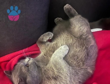 British Shorthair 1 Yaşında Eş Arıyor
