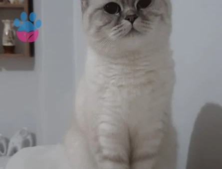 British Shorthair Kedime Erkek Arıyorum