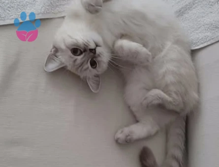 British Shorthair Kedime Erkek Arıyorum