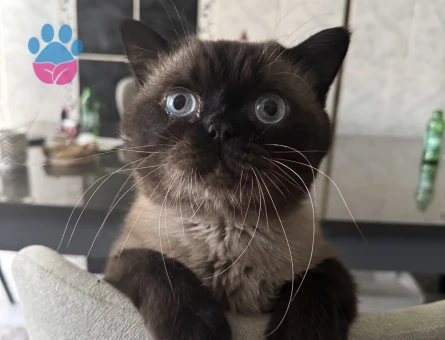 Sealpoint 6 Yaşında Eş Arıyor