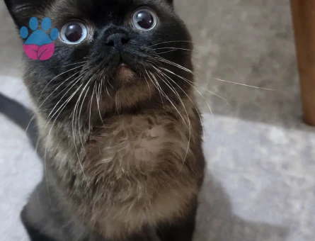 Sealpoint 6 Yaşında Eş Arıyor