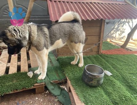 Amerikan Akita 10 Aylık Eş Arıyor