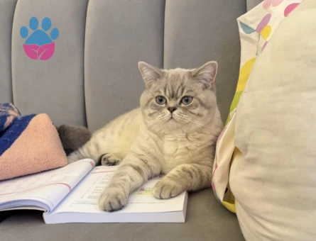 Ankarada Froyo Oğlumuza Tatlı Bir Eş Adayı