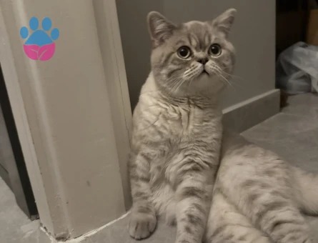 Ankarada Froyo Oğlumuza Tatlı Bir Eş Adayı