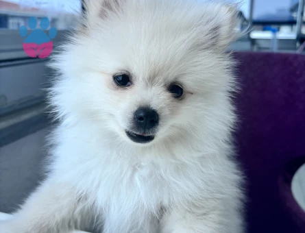 Pomeranian kızıma eş arıyorum