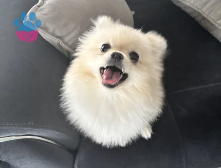 Pomeranian kızıma eş arıyorum