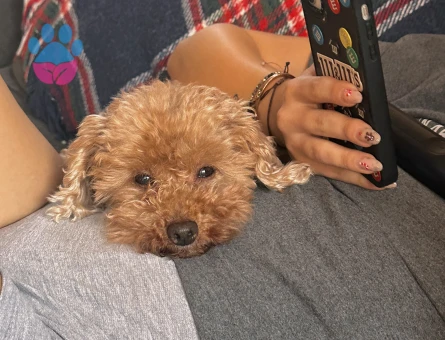 5 yaşında kore poodle eş arıyor