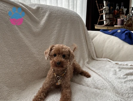 5 yaşında kore poodle eş arıyor