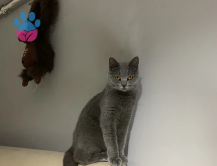 British Shorthair Dişi Kedime Eş Arıyorum