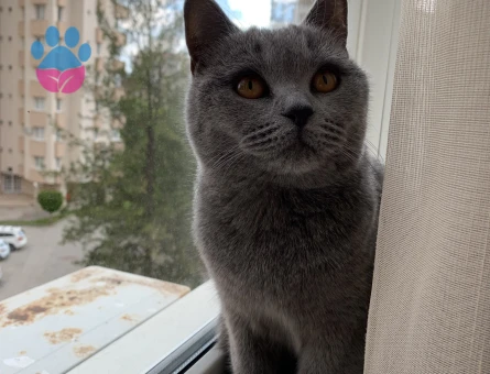British Shorthair Dişi Kedime Eş Arıyorum