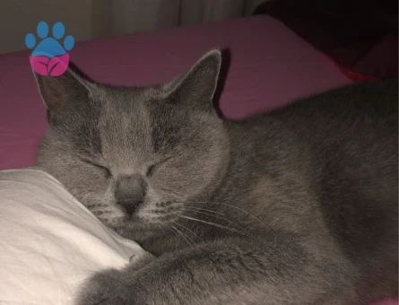 British Shorthair Dişi Kedime Eş Arıyorum