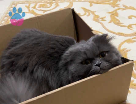 Scottish Longhair 1,5 Yaşında Bal Eş Arıyor