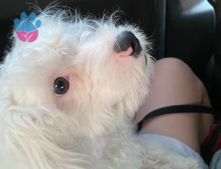 Maltese Terrier Oğluma Gelin Arıyorum