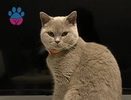 British Shorthair 10 Aylık Kedim Eş Arıyor