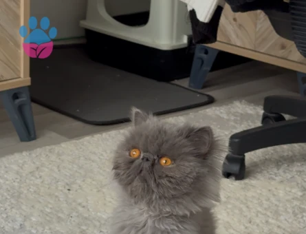 İran Kedisi 4 Yaşında Erkek Kızgınlıkta