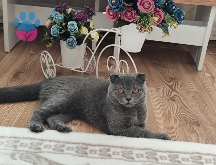 Scottish Fold Kızıma Eş Arıyoruz