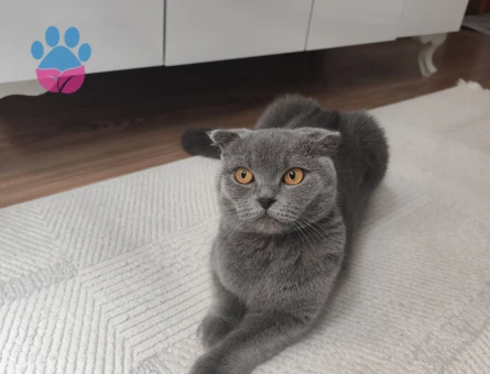 Scottish Fold Kızıma Eş Arıyoruz