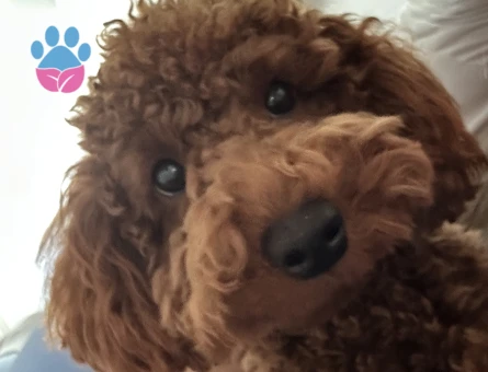 Oğlumuz Buddy için eş arıyoruz