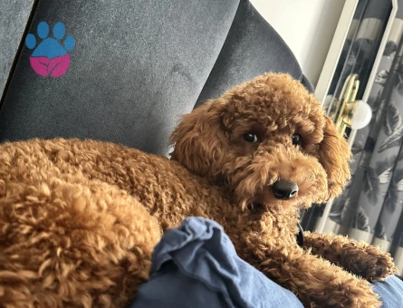 Oğlumuz Buddy için eş arıyoruz