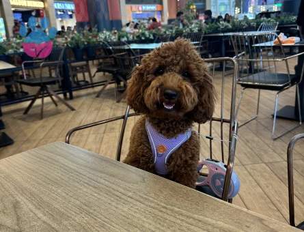 Oğlumuz Buddy için eş arıyoruz