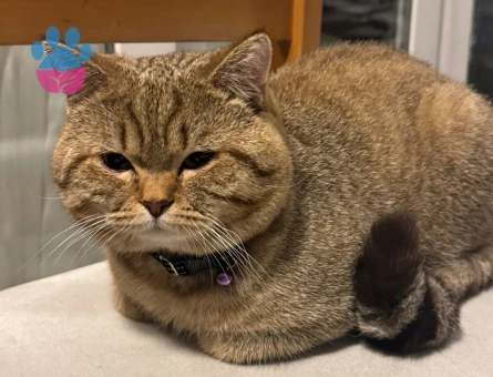 Scottish Fold Kedimi Kısırlaştırmadan önce çiftleştirmek istiyoruz