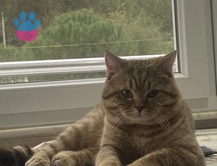 Scottish Fold Kedimi Kısırlaştırmadan önce çiftleştirmek istiyoruz