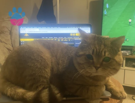 Scottish Fold Kedimi Kısırlaştırmadan önce çiftleştirmek istiyoruz