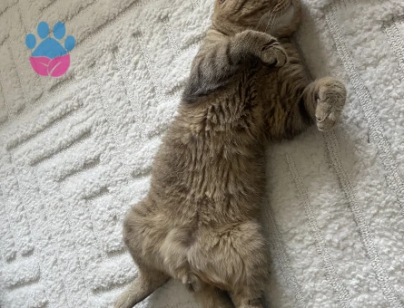 Scottish Fold Kedimi Kısırlaştırmadan önce çiftleştirmek istiyoruz