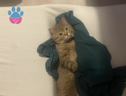 Scottish Fold Kedimi Kısırlaştırmadan önce çiftleştirmek istiyoruz