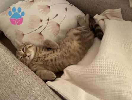 Scottish Fold Kedimi Kısırlaştırmadan önce çiftleştirmek istiyoruz