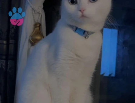 British Shorthair 1 Yaşında Dişi Kedime Eş Arıyorum