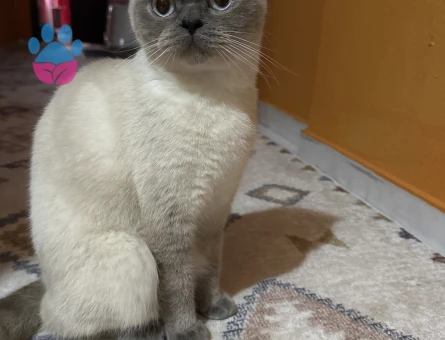British Shorthsir 1 Yaşında Kedime Eş arıyoruz