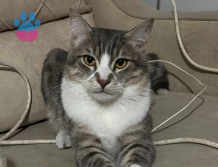 Tekir british kırması oğluma eş arıyorum