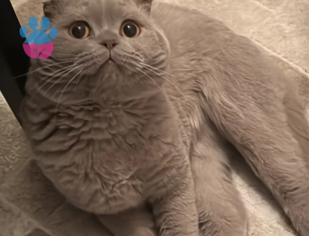 Scottish fold oğluma eş arıyorum