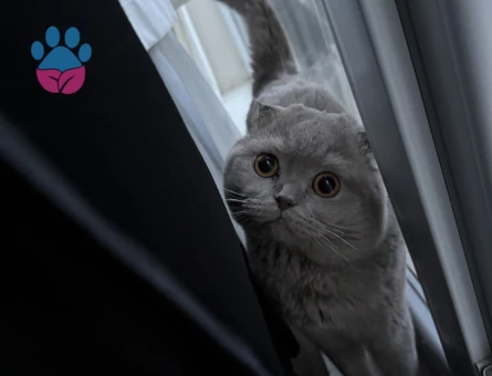 Scottish fold oğluma eş arıyorum