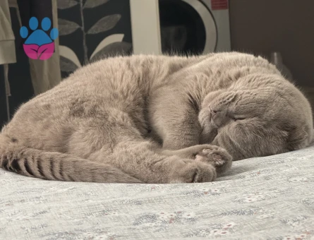 Scottish fold oğluma eş arıyorum