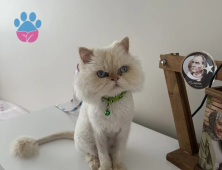 Chinchilla 2 Yaşında Kedim Eş Arıyor