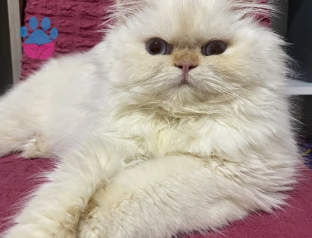 Chinchilla 2 Yaşında Kedim Eş Arıyor