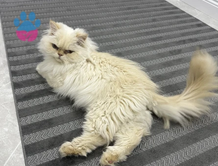 Chinchilla 2 Yaşında Kedim Eş Arıyor