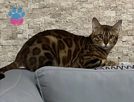 1 yaşında dişi bengal kedime eş arıyorum