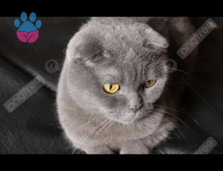 Scottish Fold 2 Yaşında Eş Arıyoruz
